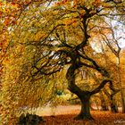 HERBSTBAUM