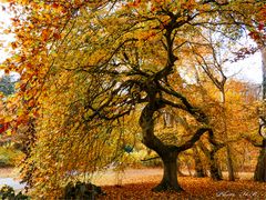 HERBSTBAUM