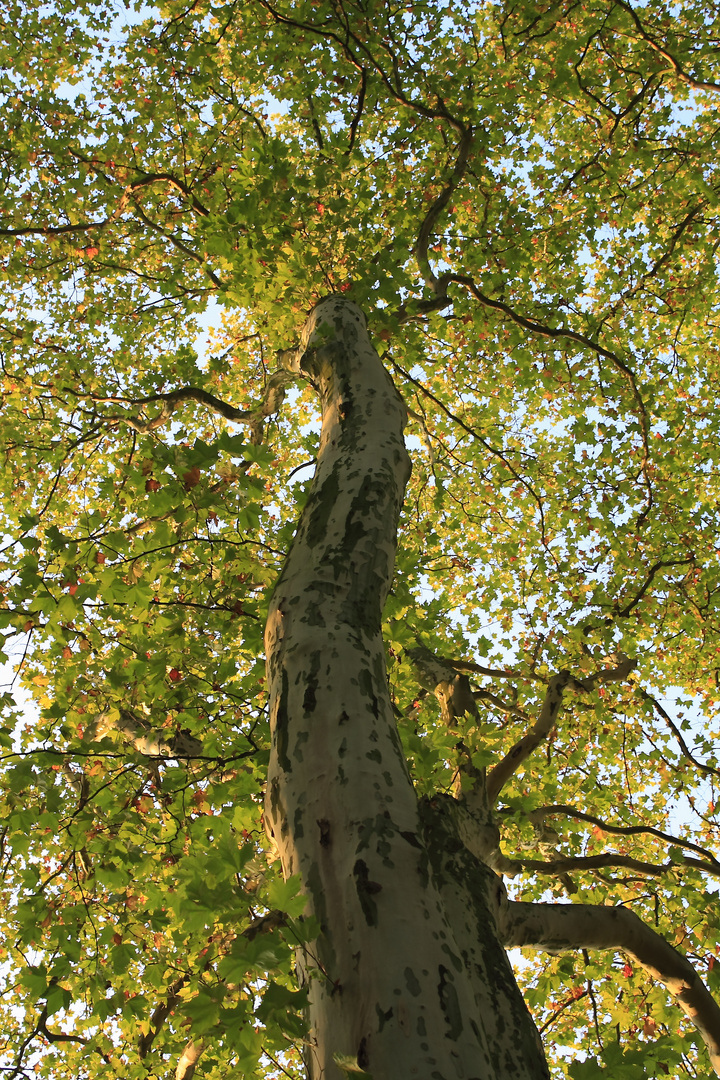 Herbstbaum