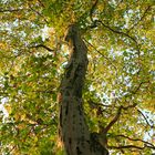 Herbstbaum