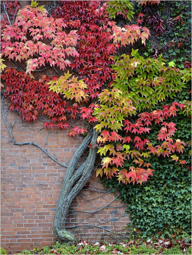 Herbstbaum