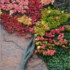 Herbstbaum