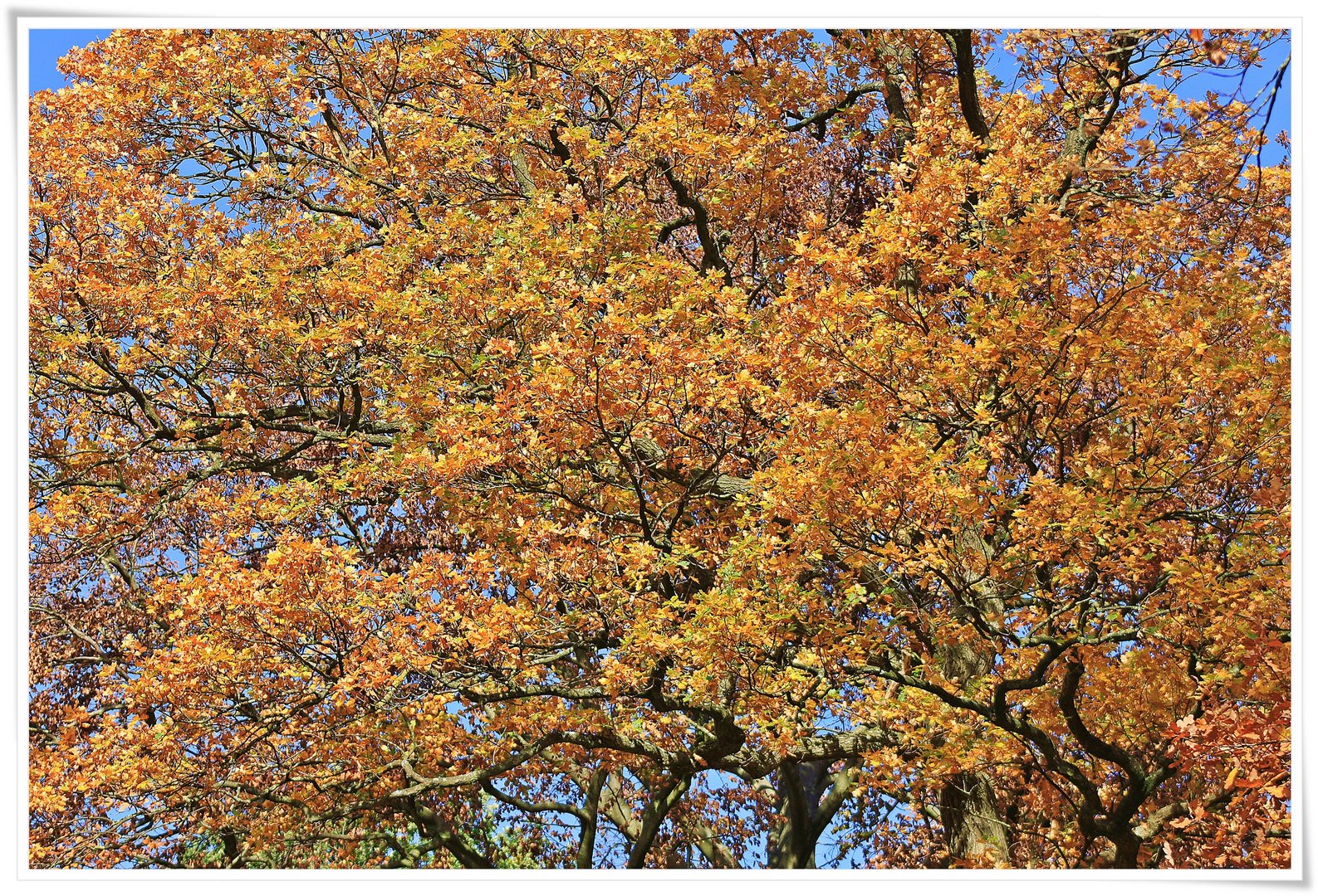 Herbstbaum