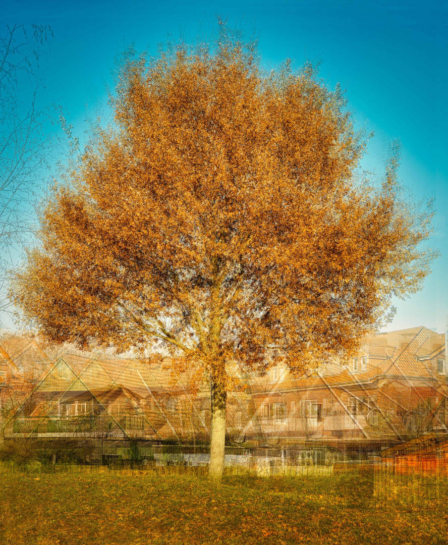 Herbstbaum am Aasee, NRW