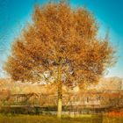 Herbstbaum am Aasee, NRW