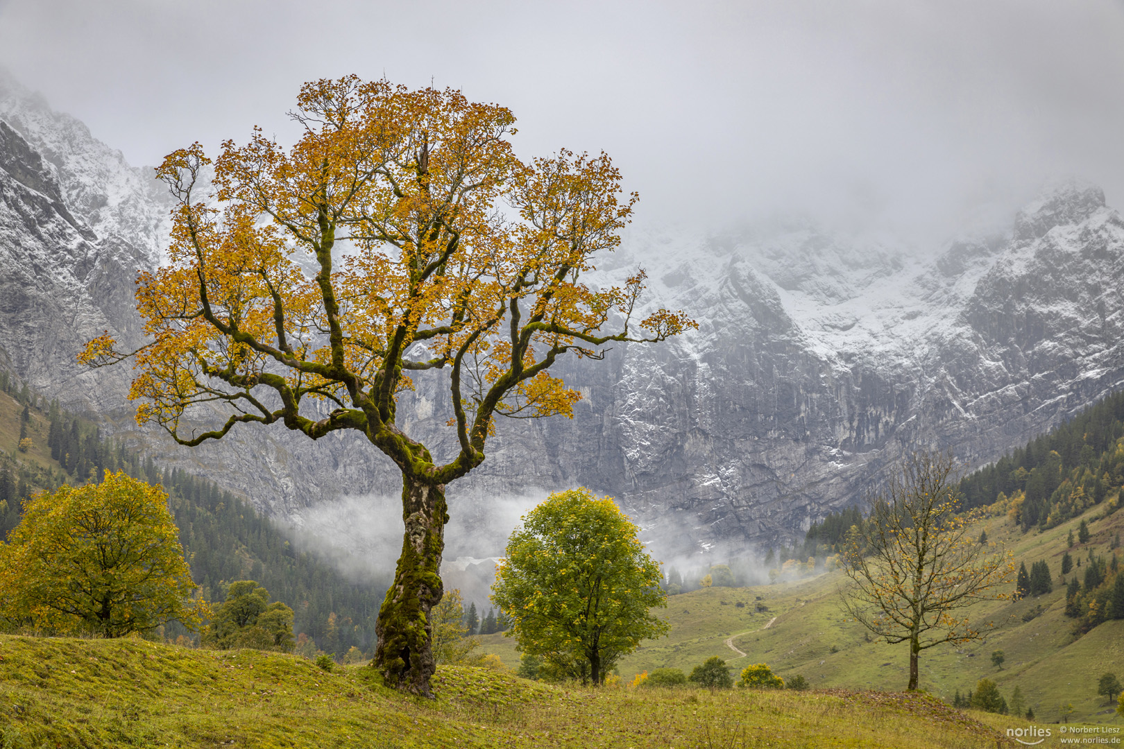 Herbstbaum am Ahornboden