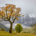 Herbstbaum am Ahornboden