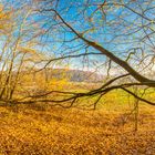 Herbstbaum am Morgen 