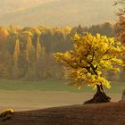 Herbstbaum am See