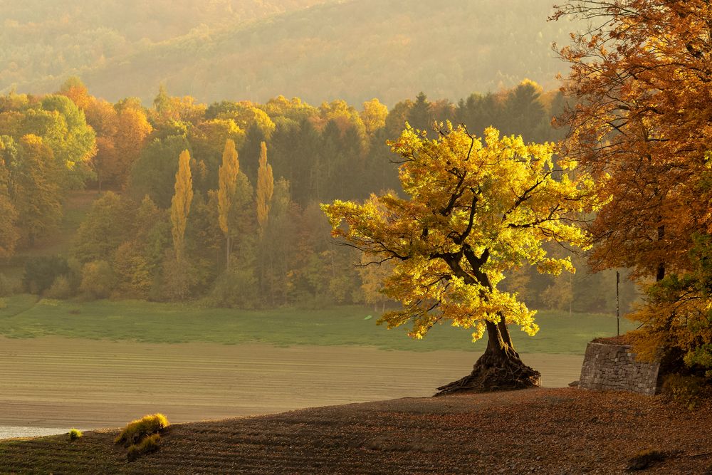 Herbstbaum am See