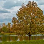 Herbstbaum am See