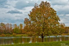 Herbstbaum am See