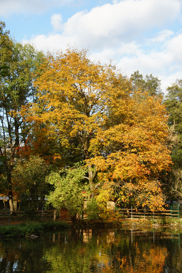 Herbstbaum am Weiher