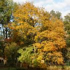 Herbstbaum am Weiher