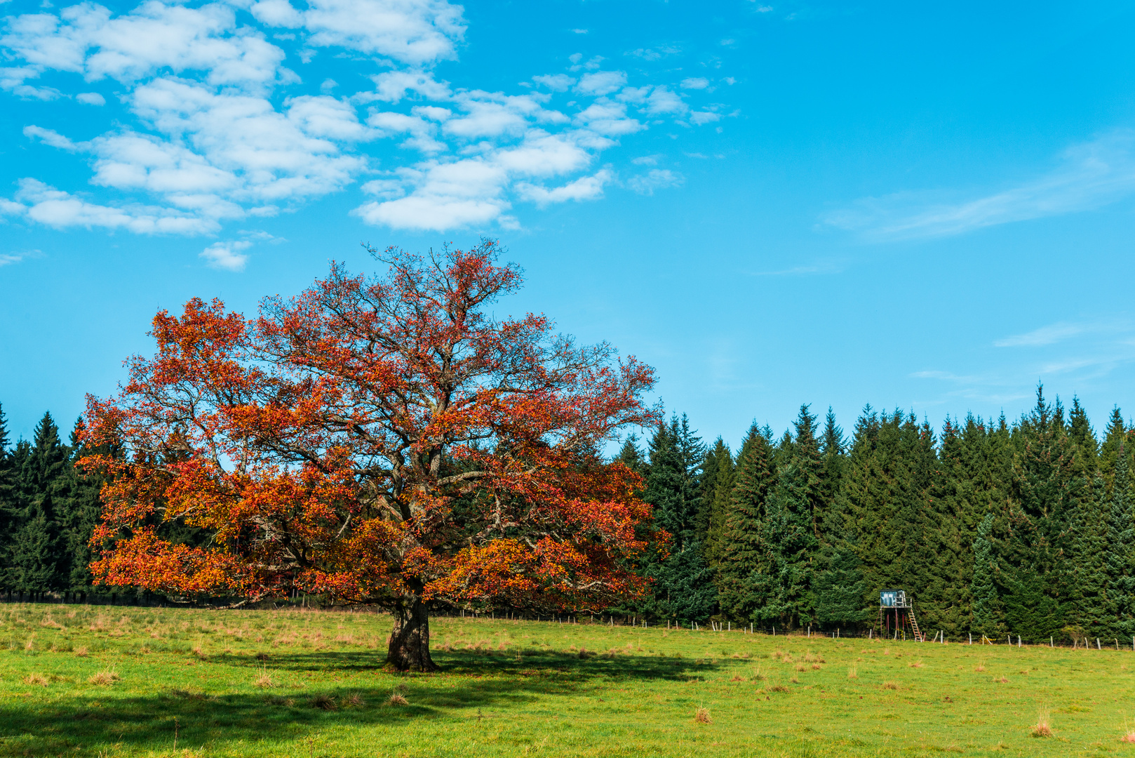 Herbstbaum auf dem Feld