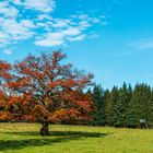 Herbstbaum auf dem Feld