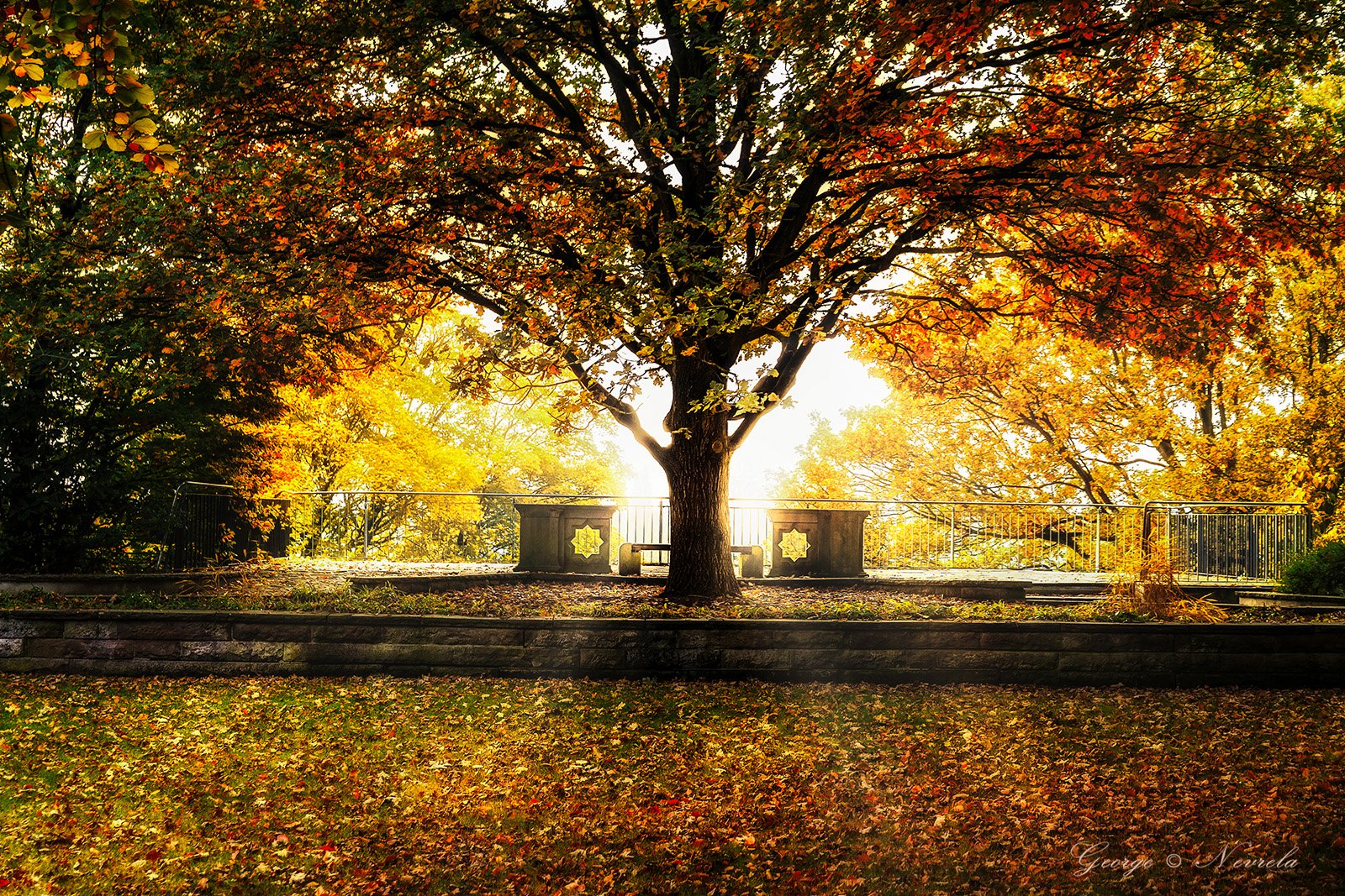 Herbstbaum auf Park_Terrasse