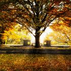 Herbstbaum auf Park_Terrasse