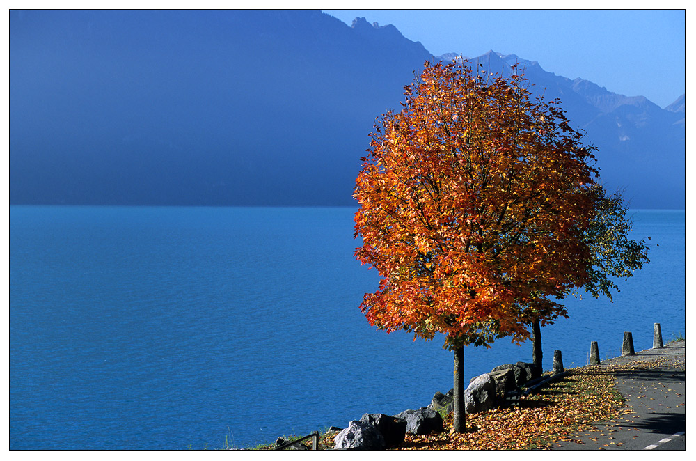 Herbstbaum