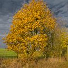 Herbstbaum