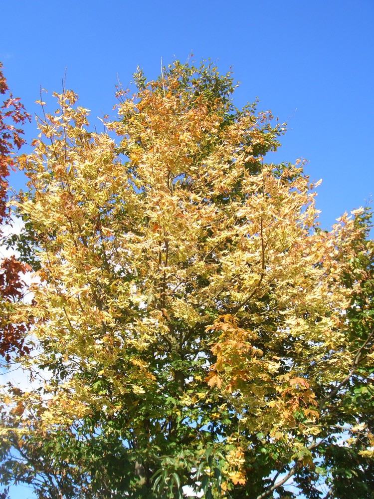 ~Herbstbaum~