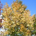 ~Herbstbaum~