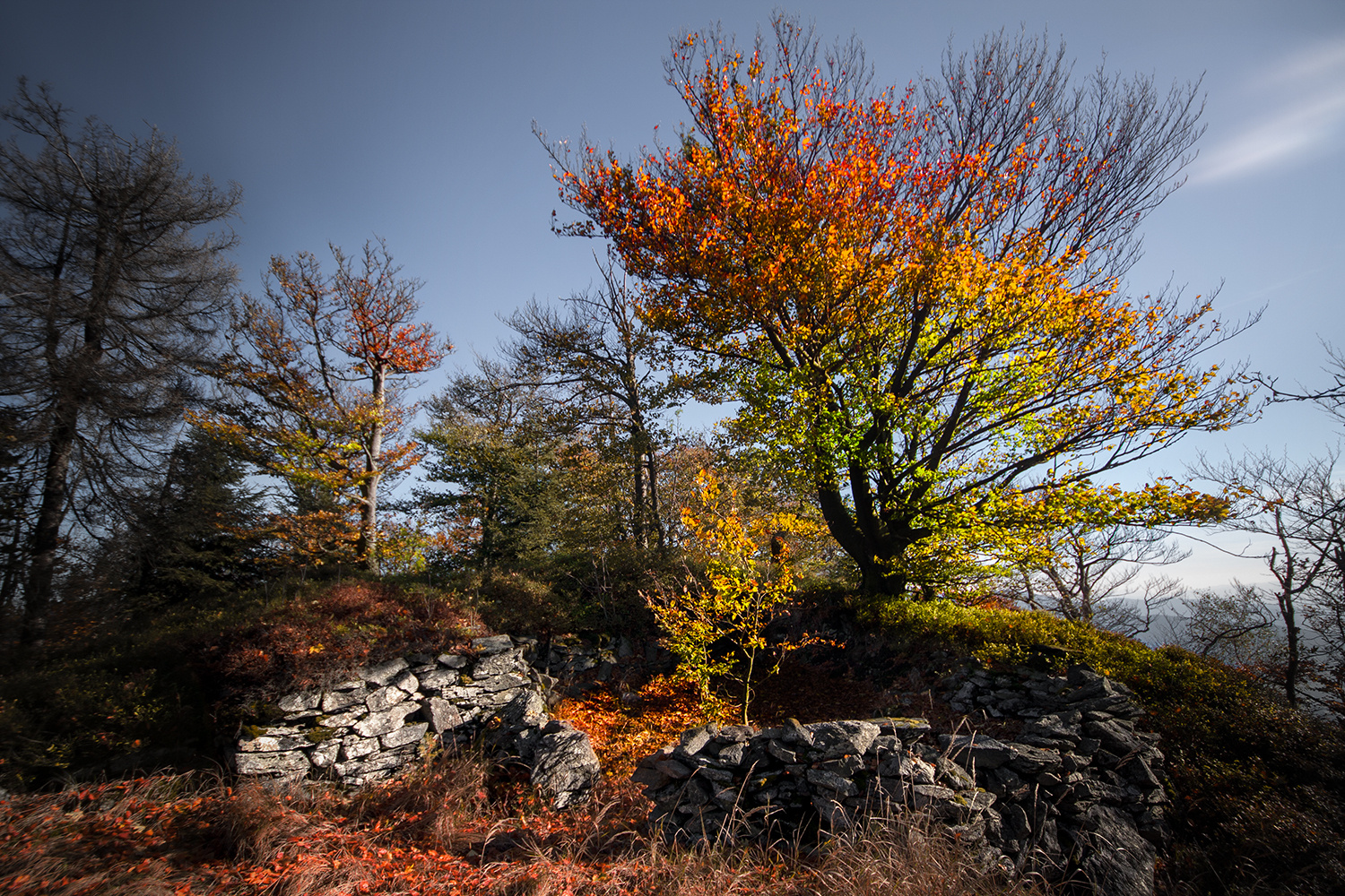 Herbstbaum