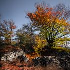 Herbstbaum