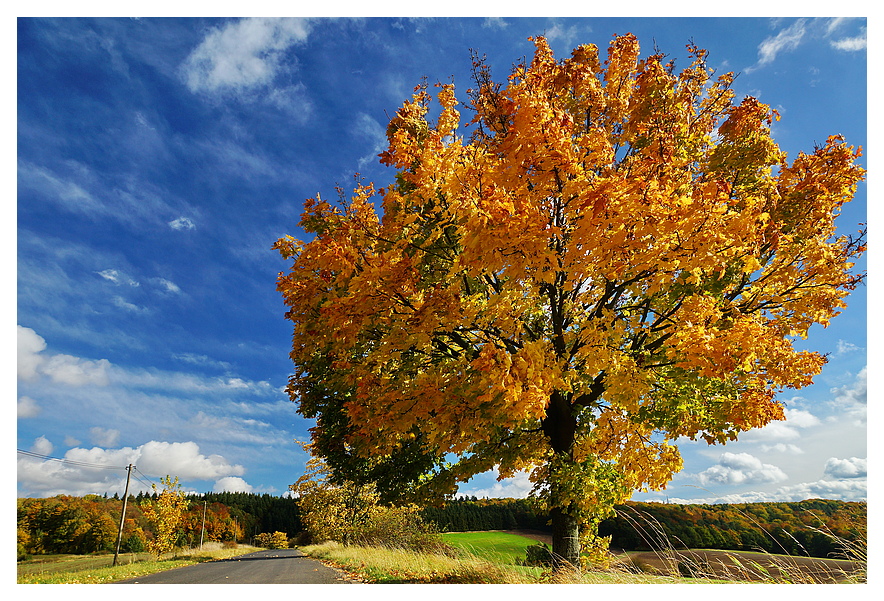 Herbstbaum Foto & Bild jahreszeiten, herbst, herbstbaum Bilder auf