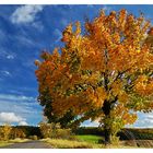 Herbstbaum