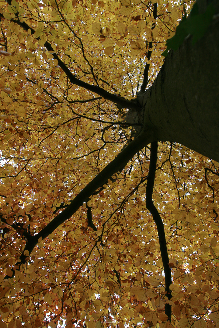 Herbstbaum