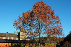 Herbstbaum