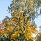 Herbstbaum