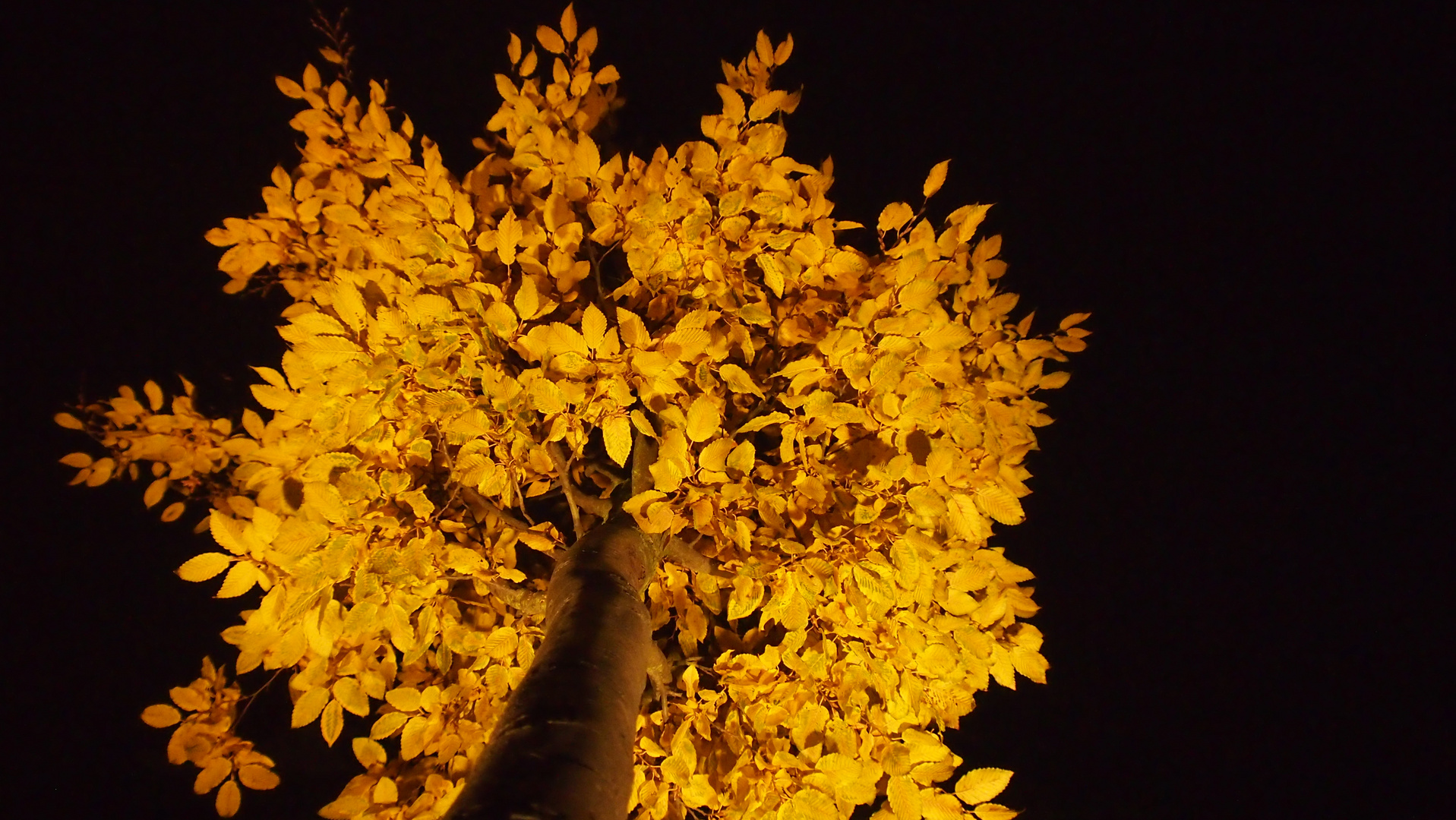 herbstbaum bei nacht