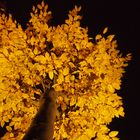 herbstbaum bei nacht