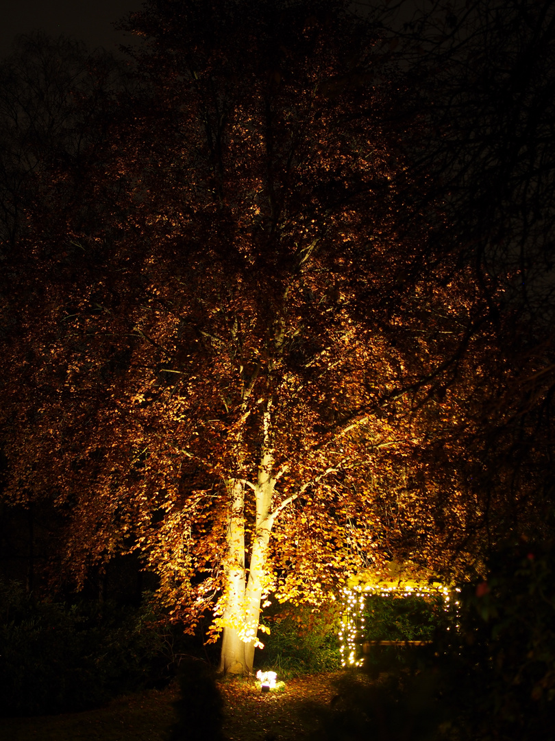 Herbstbaum bei Nacht