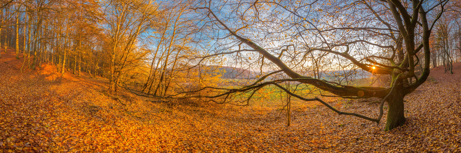 Herbstbaum bei Sonnenaufgang 