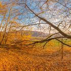 Herbstbaum bei Sonnenaufgang 