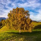 Herbstbaum