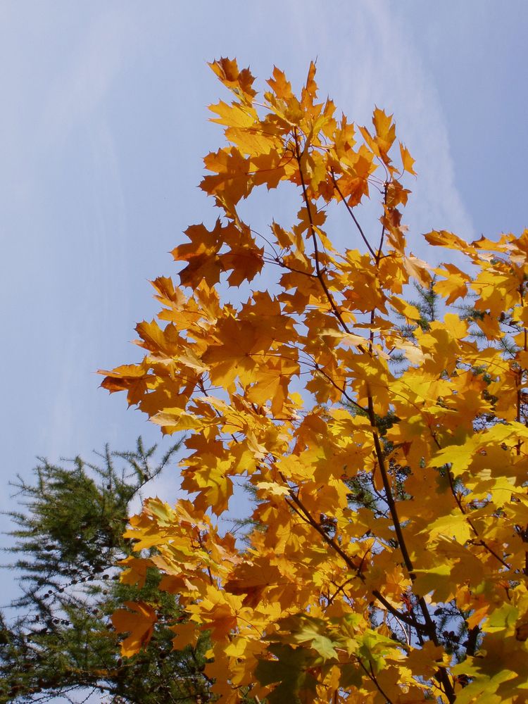 Herbstbaum