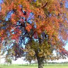 Herbstbaum