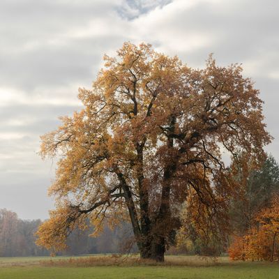 Herbstbaum ...