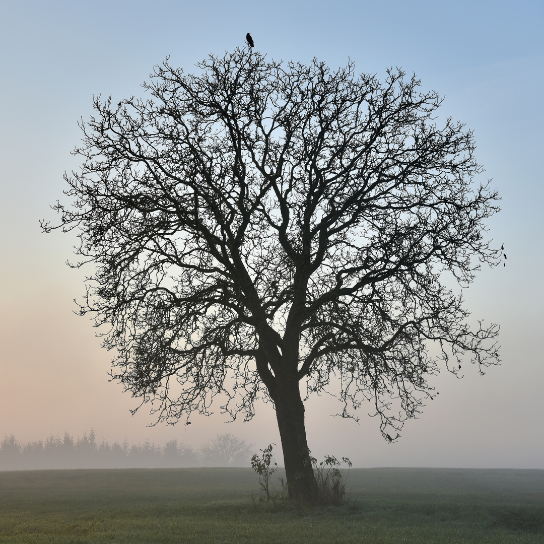 *Herbstbaum*