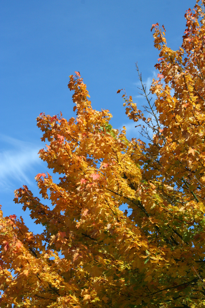 Herbstbaum