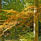 Herbstbaum