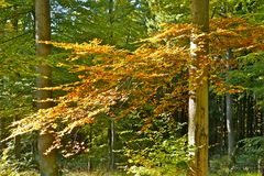 Herbstbaum