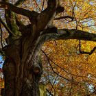 Herbstbaum