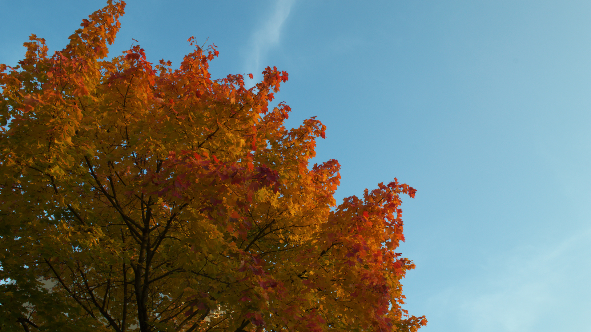 Herbstbaum