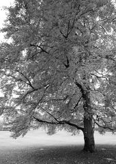 Herbstbaum