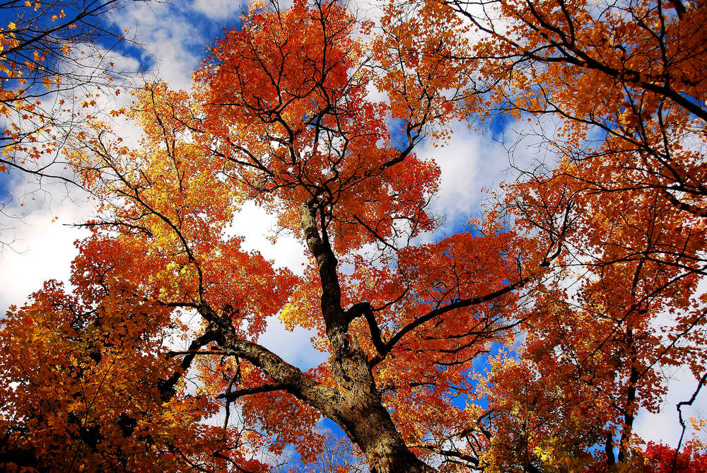 Herbstbaum Canada